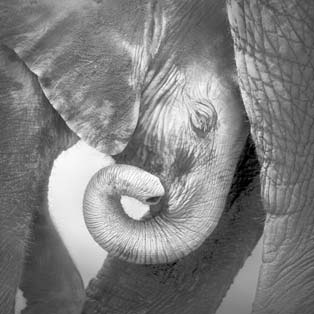 Carta da parati con elefanti e rinoceronti