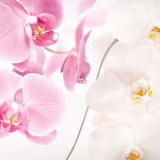 Quadri con orchidee