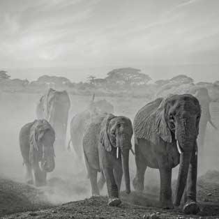 Quadri con elefanti