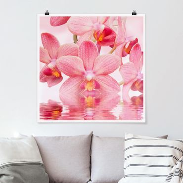 Poster - Rosa Orchidee sull'acqua - Quadrato 1:1