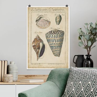 Poster - Vintage Conch Disegno modella variopinto - Verticale 3:2