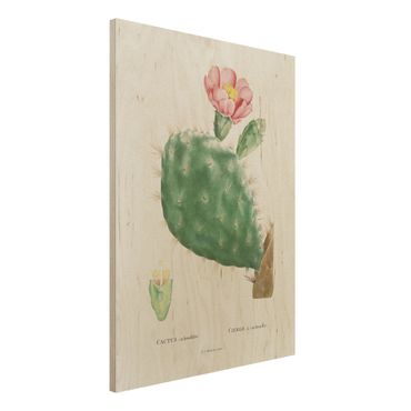 Stampa su legno - Botanica illustrazione d'epoca di fioritura Cactus Rosa - Verticale 4:3