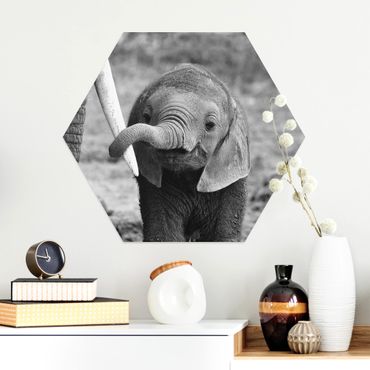 Esagono in Alluminio Dibond - baby Elephant