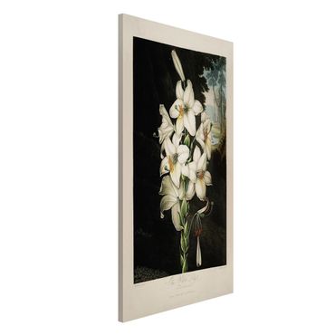 Lavagna magnetica - Botanica illustrazione d'epoca White Lily - Formato verticale 4:3