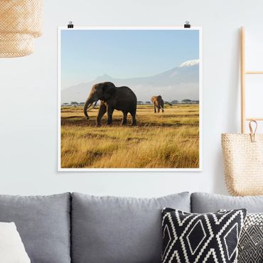 Poster - Elefanti Di Fronte Al Kilimanjaro in Kenya - Quadrato 1:1