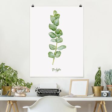 Poster - Acquerello Botanica Eucalyptus - Verticale 4:3