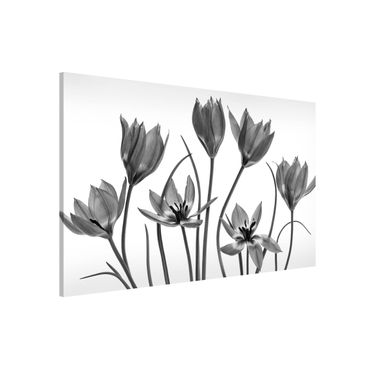 Lavagna magnetica - Sette fioriture di tulipani in bianco e nero