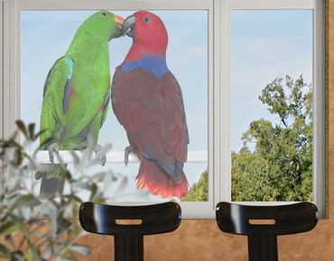 Adesivi da finestra no.645 Parrots In Love