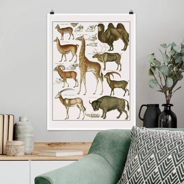 Poster - Vintage Consiglio giraffa, cammello e Llama - Verticale 4:3