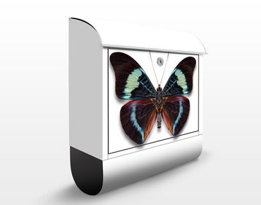 Cassetta postale Lepidoptera 39x46x13cm