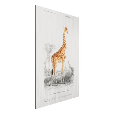 Stampa su alluminio spazzolato - Vintage Consiglio Giraffe - Verticale 3:2
