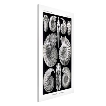 Lavagna magnetica - Fossili bordo Vintage Bianco e nero - Formato verticale 4:3