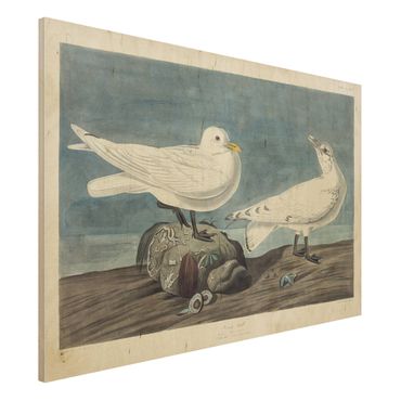 Stampa su legno - Vintage Consiglio Ivory Gull - Orizzontale 2:3