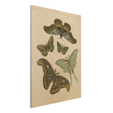 Stampa su legno - Vintage Illustrazione di farfalle esotiche II - Verticale 4:3