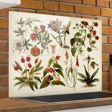 Paraschizzi in vetro - Vintage Board Tropical Botany II