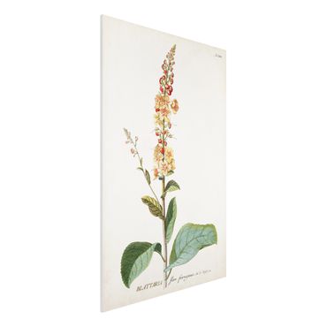 Stampa su Forex - Vintage botanica Verbasco - Verticale 3:2