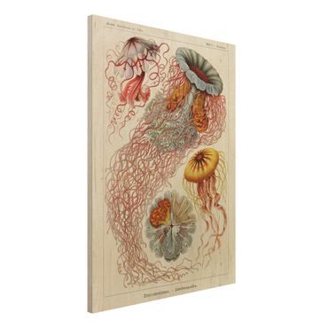 Stampa su legno - Vintage Consiglio Jellyfish - Verticale 4:3