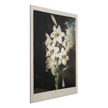 Stampa su alluminio spazzolato - Botanica illustrazione d'epoca White Lily - Verticale 4:3