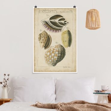 Poster - Vintage Conch Disegno Giallo - Verticale 3:2