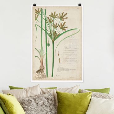 Poster - Vintage Botanica Disegno Erbe I - Verticale 3:2