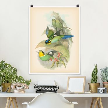 Poster - Illustrazione Vintage Uccelli tropicali - Verticale 4:3