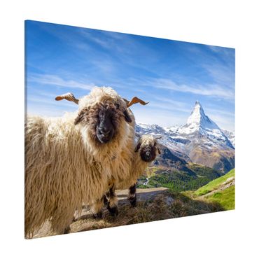 Lavagna magnetica - Pecore naso nero di Zermatt