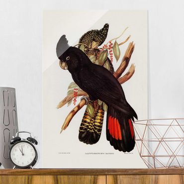 Quadro in vetro - Illustrazione Vintage Black Cockatoo Nero Oro - Orizzontale 2:3