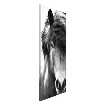 Lavagna magnetica - Cavallo d'Islanda in bianco e nero