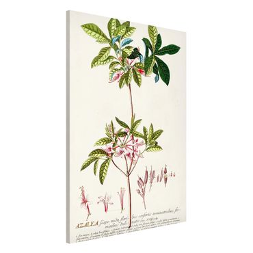Lavagna magnetica - Vintage botanica Azalea - Formato verticale 2:3