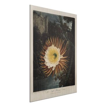 Stampa su alluminio spazzolato - Botanica illustrazione d'epoca Kaktusblüte - Verticale 4:3