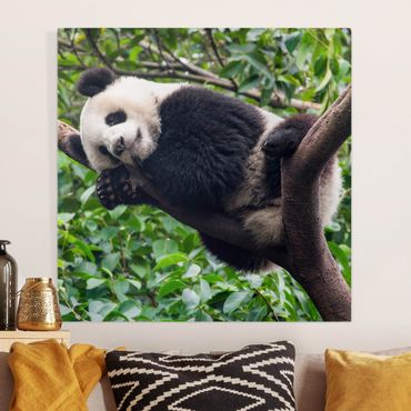 Stampa su tela - Panda che dorme su un ramo