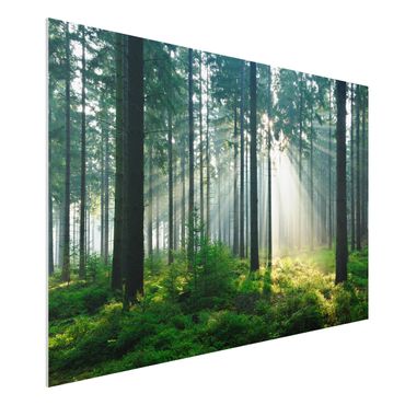 Quadro in forex - Enlightened Forest - Orizzontale 3:2