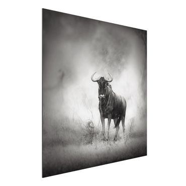 Quadro in alluminio - Staring Wildebeest
