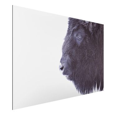 Stampa su alluminio - Ritratto di bufalo nero