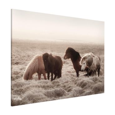 Lavagna magnetica - Cavallo selvaggio d'Islanda