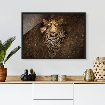 Poster con cornice - Leopard Resting On A Tree - Orizzontale 3:4