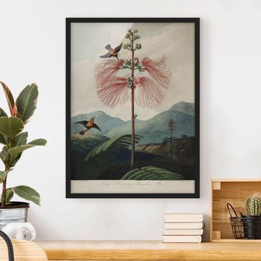 Poster con cornice - illustrazione d'epoca Botanica Fiore e colibrì - Verticale 4:3