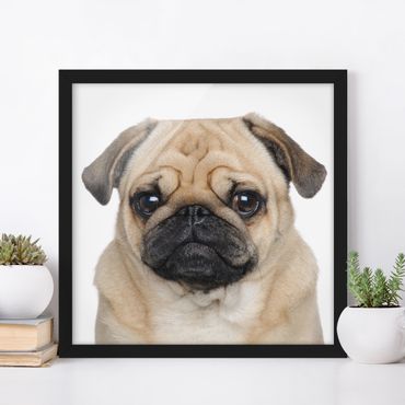 Poster con cornice - Portrait Of A Pug - Quadrato 1:1