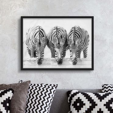 Poster con cornice - Zebra Trio in bianco e nero
