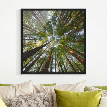 Poster con cornice - Sequoia Tree Tops - Quadrato 1:1