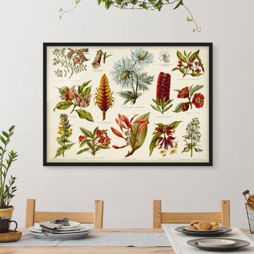 Poster con cornice - Consiglio d'epoca Tropical Botany I - Orizzontale 3:4