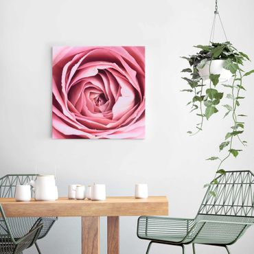 Quadro in vetro - Pink Rose Blossom - Quadrato 1:1