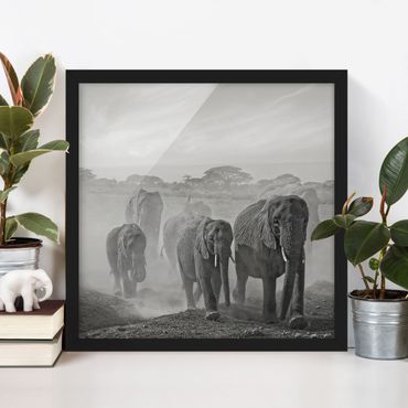 Poster con cornice - Herd Of Elephants - Quadrato 1:1