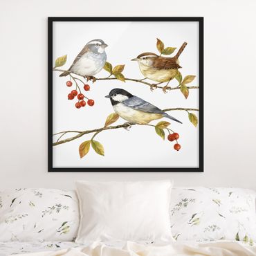 Poster con cornice - Uccelli e bacche - Cinciallegre - Quadrato 1:1