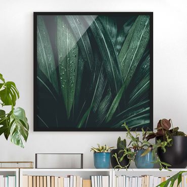 Poster con cornice - Green Palm Leaves - Quadrato 1:1