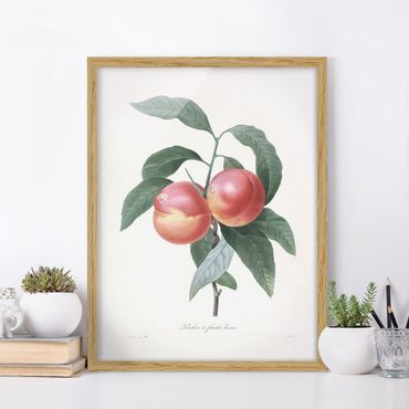 Poster con cornice - Botanica illustrazione d'epoca Peach - Verticale 4:3