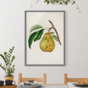 Poster con cornice - Botanica illustrazione d'epoca Yellow Pear - Verticale 4:3