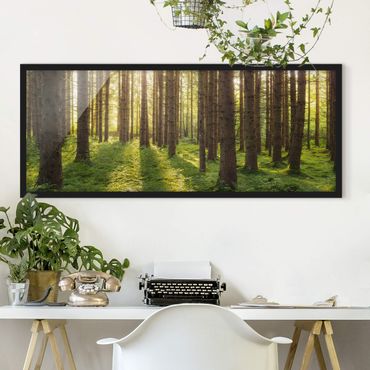 Poster con cornice - Raggi Di Sole Nella Foresta Verde - Panorama formato orizzontale