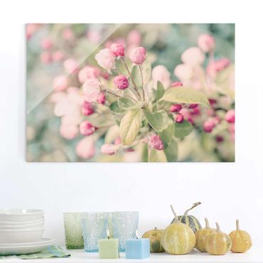 Quadro in vetro - Apple Blossom rosa bokeh - Orizzontale 2:3