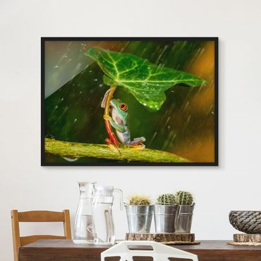 Poster con cornice - Una Rana In The Rain - Orizzontale 3:4